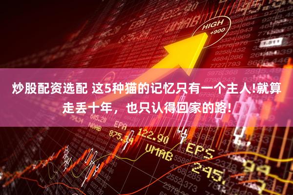 炒股配资选配 这5种猫的记忆只有一个主人!就算走丢十年，也只认得回家的路!